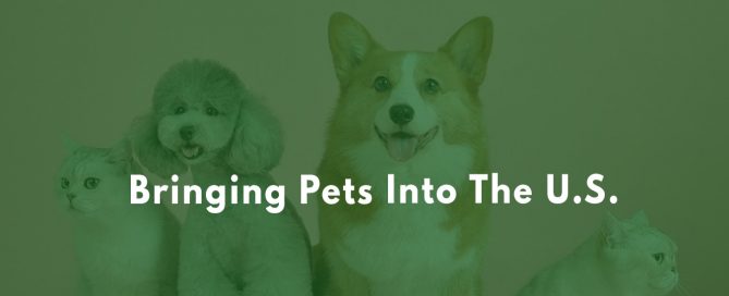 What are the requirements to bring a dog into the U.S.?