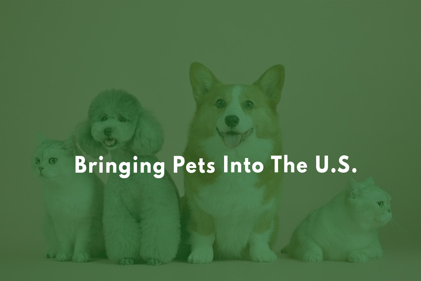 What are the requirements to bring a dog into the U.S.?