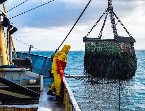 Countries associated with illicit fishing activities face import restrictions